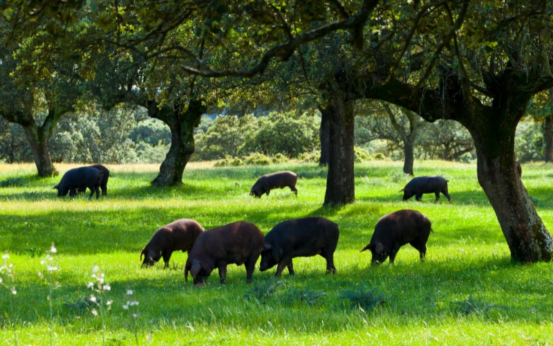 Excellence ibérique jambons et charcuterie de bellota
